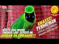 Lagu PERHATIKAN❗MELIHAT TINGKAH LAKU SAAT CUCAK IJO MANDI DICEPUK SDG TERLIHAT KONDISI BIRAHI||KICAUMANIA