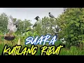 Download Lagu suara kutilang ribut...!!! pikat jitu