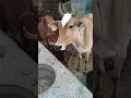 Download Lagu Mooo - Suara Sapi #cow #shorts #viral