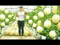 Download Lagu Harvesting Milk Melons From The Garden Goes To Countryside Market Sell - Farm Life