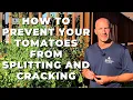 How To Prevent Your Tomatoes from Splitting and Cracking - It s A Simple Technique