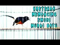 Download Lagu Kretekan dan suara awalan murai batu memancing EMOSI Langsung GACOR.