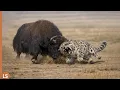 Lagu ¡Este leopardo tonto atacó al yak equivocado… y mira lo que le pasó!
