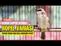 Download Lagu 🛑TRUCUKAN GACOR NGECUPLIK ROPEL PANJANG‼️Pancingan Trucukan agar bunyi jadikan burung Trucuk Gacor