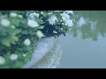 Innesti | Generative Ethereal Ambient | Eurorack Modular Synthesizer | 02