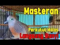 Download Lagu Perkutut Gacor Pancingan Ampuh Agar Bunyi Terus Menerus