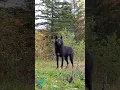 Download Lagu Stunning black wolf in northern Minnesota