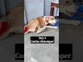 Lagu canine distemper disease | cd virus | #caninedistemper #cdv #youtubeshorts
