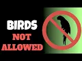 Download Lagu Suara Pengusir Burung Ultrasonik Untuk Membuat Burung Pergi
