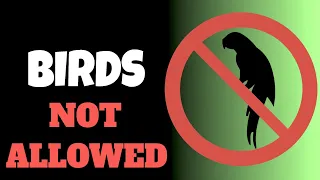 ultrasonic bird repeller sound to make birds go away