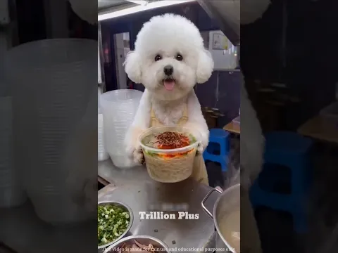 Tommy's Noodles 🍜😂 #Catsoftiktok​ #CatLovers​ #cat​ #cute​ #FunnyCats​ #catcartoon​ #fyp​ #shorts​