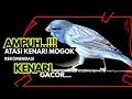 Download Lagu PANCINGAN KENARI mogok bunyi CUIT cuit EMOSI - COCOK untuk kenari PAUD BELAJAR bunyi #kicaumania