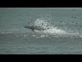 Myrtle Beach Shark Jump