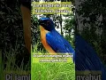 Download Lagu PANCINGAN BURUNG TLEDEKAN GUNUNG DI JAMIN NYAHUT #burungtledekan