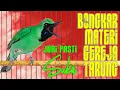 Download Lagu JURI PASTI YES..! FULL MATERI GEREJA TARUNG BIKIN CUCAK IJO LAIN LANGSUNG RESPON #pancingancucakijo