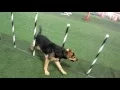 German Shepherd Lab mix - Weave poles and contacts