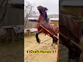 Download Lagu Cai de tracțiune #shorts #foryou #tiktok #history #viralvideo #cavallo #india #cai