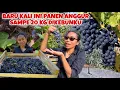 Lagu PANEN ANGGUR BIRU TERBANYAK SAMPE 20 KG DI KEBUNKU