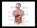 Human A P II Digestive Overview