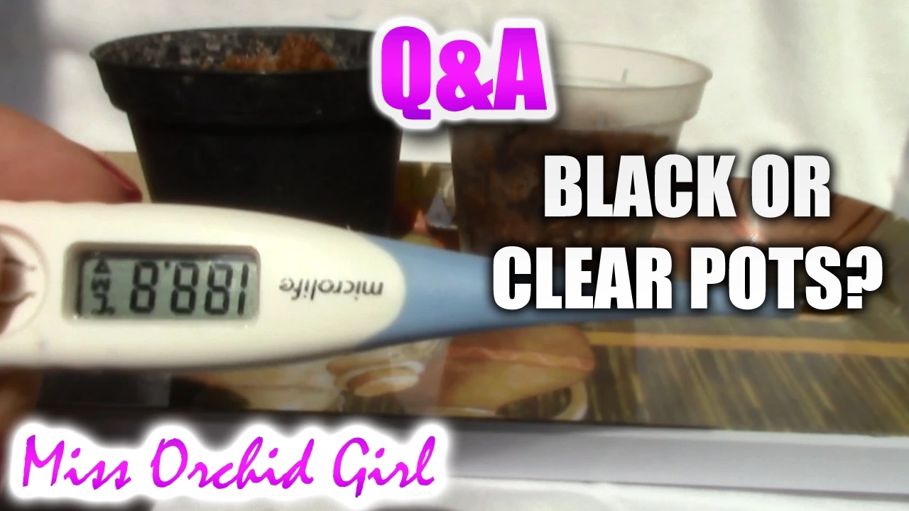 Q&A BLACK OR CLEAR POTS FOR ORCHIDS?