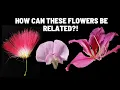 Download Lagu Learn to Identify the Fabaceae Family | Plant Families