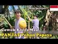 Download Lagu COWOK KOREA MAU PANJAT POHON PAPAYA DI RUMAH ISTRI INDONESIA! NGAKAK WKWKWK