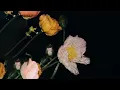 oftn (오픈) - Lately (feat. Shane) Official Visualizer
