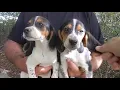 Size compare 12 week POCKET BEAGLE PUPPIES