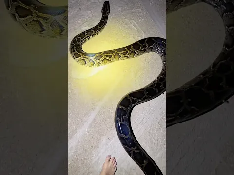 I found a giant 16 foot Burmese python!  #animals#wildlife#python#florida#snake#conservation#shorts