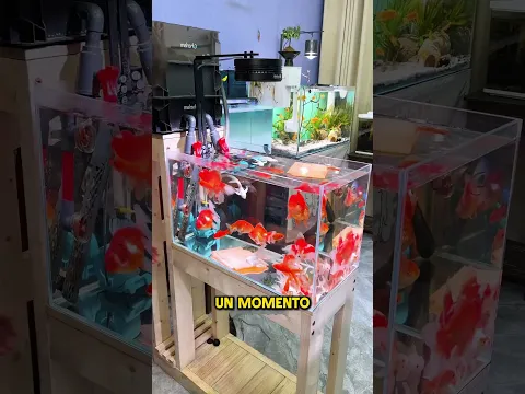 El Accidente que Limpió la Pecera Sin Querer ✨