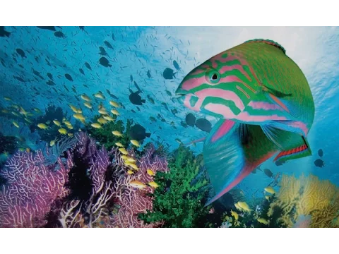 Coral Sea Dreaming - Awaken
