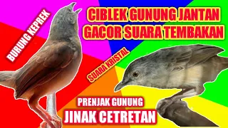 Download Ciblek Gunung Jantan Gacor Dan Jinak Suara Tembakan || Prenjak Gunung Keprek MP3