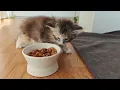 Kitten Eats Real Food for the First Time and Goes Wild!