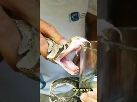 பாம்பின் விஷத்தால் எந்த உயிரினங்களுக்கு எல்லாம் எதுவும் ஆகாது தெரியுமா?😱|Snake bite doesn't affect🔥|