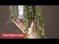 Download Lagu Curio rowleyanus (String of Pearls) Houseplant Care — 235 of 365