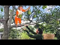 Download Lagu Monkey Su has a bumper avocado harvest ,secretly follows mom to farm