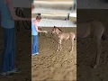 Download Lagu My FOAL grow up to bee a BEAUTIFUL STALLION⭐️🔥#horses  #babyhorse  #shorts