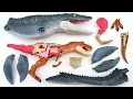 Download Lagu Dinosaur Anatomy Set! Jurassic World T-Rex, Mosasaurus. Find Tail And Dino Skeleton