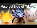 Download Lagu Axolotl Side of TikTok