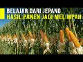 Download Lagu BELAJAR DARI JEPANG SUKSES TANAM JAGUNG HIBRIDA PERAWATAN MUDAH HASIL PANEN MELIMPAH