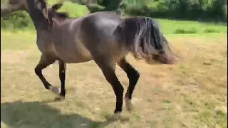                           دندنها