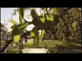 The end of cedar season in San Antonio