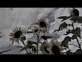 Download Lagu sunflower - post malone, swae lee (slowed + lyrics)