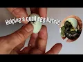 Helping An Quail Egg Hatch How To Saving A Baby Quail Chick Without it Bleed to Death