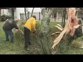 Possible tornado damages trees power lines in Delray Beach
