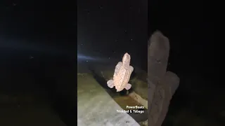 Baby Turtle visits Trinidad Shipyard at Night 🇹🇹 #trinidad #oceanlife