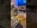 Lagu Ik lust dat ook wel hoor 😋#shorts #short #cat #cats #funny #christmas #ragdolls #funnycats #cute