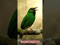 Download Lagu CUCAK IJO  #birdsongs #birds #birdsong #relaksasi #birdsounds #burungkicaudialamliar #kicaumania