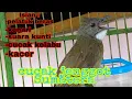 cucak jenggot gacor full isian