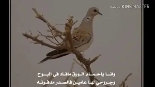 فتى نجران   صوت الحمايم دندنها